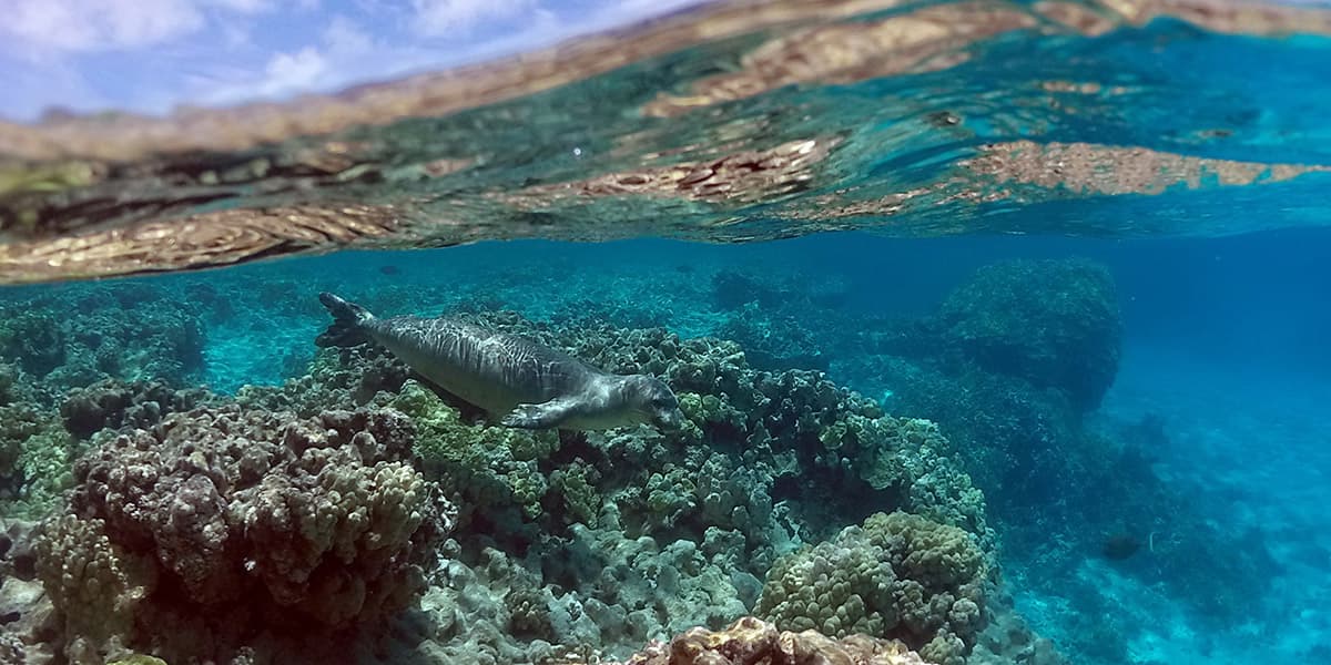 monk seal swimming over a coral reef