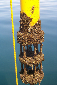 Zebra mussel encrusted tool used to monitor currents