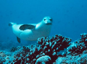 Hawaiian monk seal.