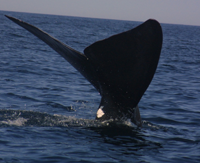 Right whale flukes